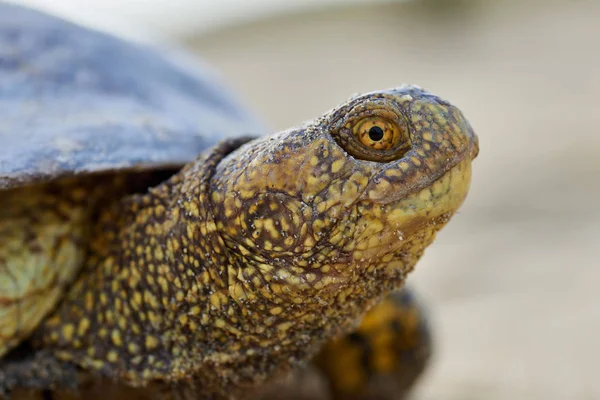 Avrupa marsh kaplumbağa (Emys orbicularis)