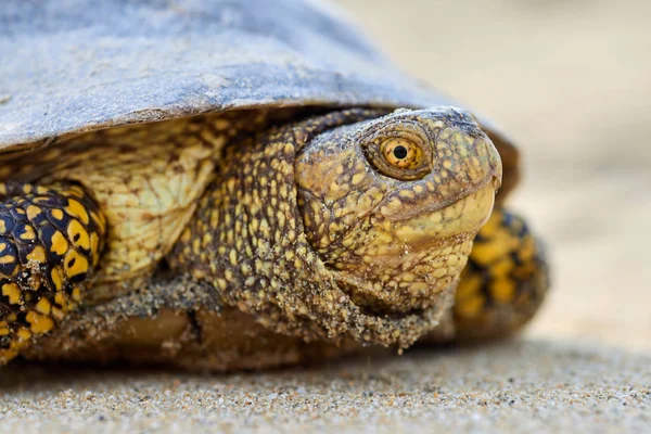 Avrupa marsh kaplumbağa (Emys orbicularis)