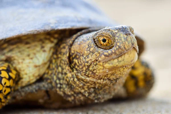 La tartaruga paludosa europea (Emys orbicularis ) — Foto Stock