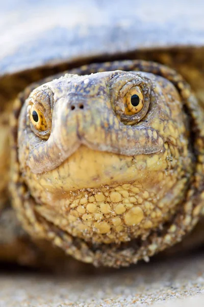 Avrupa marsh kaplumbağa (Emys orbicularis)