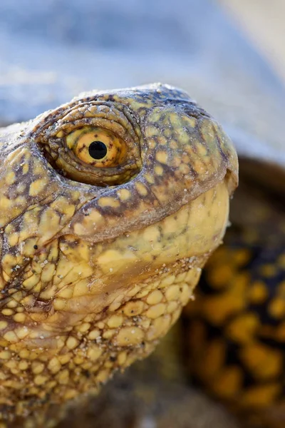 Avrupa marsh kaplumbağa (Emys orbicularis)