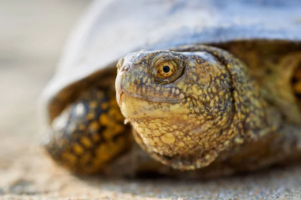 Avrupa marsh kaplumbağa (Emys orbicularis)