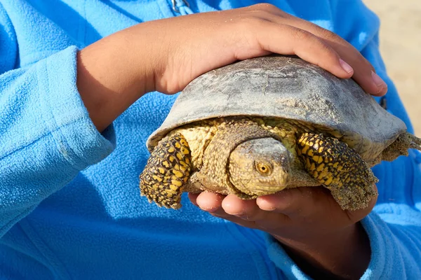 La tartaruga paludosa europea (Emys orbicularis ) — Foto Stock