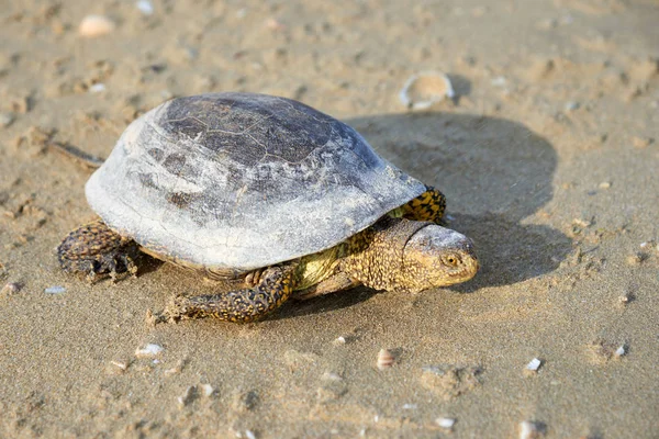 Η χελώνα Ευρωπαϊκό marsh (Emys σφιγκτήρα) — Φωτογραφία Αρχείου