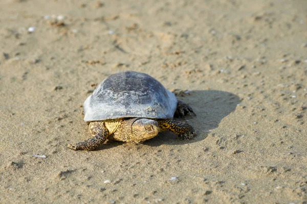 Η χελώνα Ευρωπαϊκό marsh (Emys σφιγκτήρα) — Φωτογραφία Αρχείου