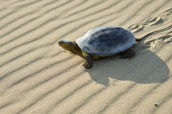 La tartaruga paludosa europea (Emys orbicularis ) — Foto Stock