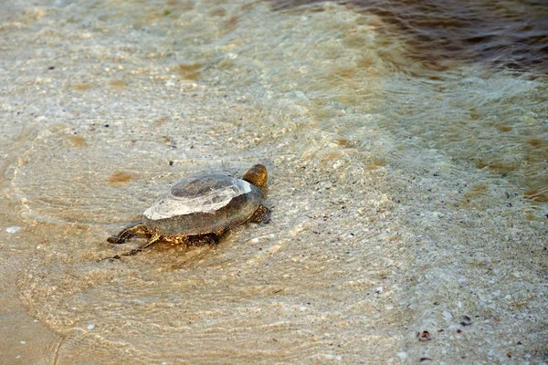 A tartaruga de pântano europeia (Emys orbicularis ) — Fotografia de Stock