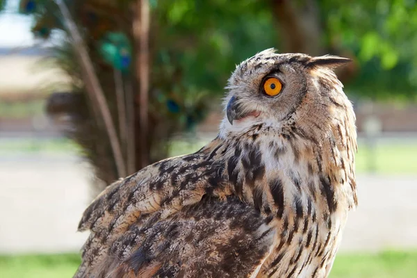 Eule. Sie kommen in allen Regionen der Erde außer der Antarktis und einigen abgelegenen Inseln vor.. — Stockfoto