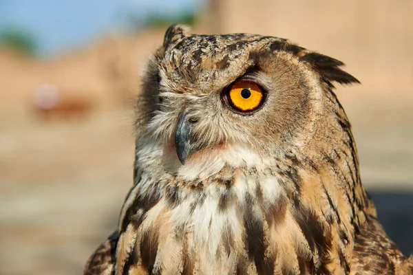 Owl. De finns i alla regioner av jorden utom Antarktis och vissa avlägsna öar. — Stockfoto