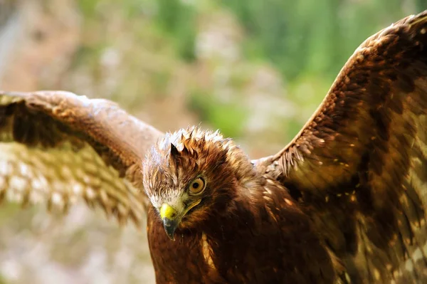 Беркут (Aquila chrysaetos) — стоковое фото