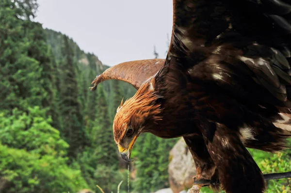 Steinadler (Aquila chrysaetos)) — Stockfoto