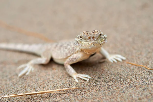 Phrynocephalus mystaceus. Phrynocephalus mystaceus est une espèce d'agneau lézard . — Photo