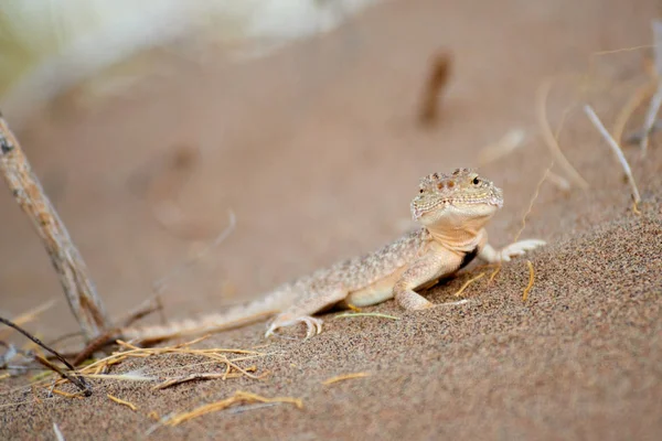 Phrynocephalus mystaceus. Phrynocephalus mystaceus is a species of agamid lizard. — Stock Photo, Image
