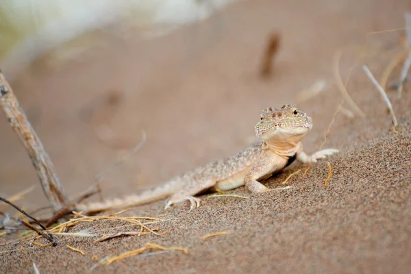 Phrynocephalus mystaceus. Phrynocephalus-mystaceus is een agamid hagedis. — Stockfoto