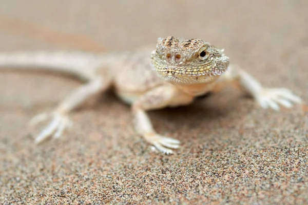 Phrynocephalus mystaceus. Phrynocephalus mystaceus est une espèce d'agneau lézard . — Photo