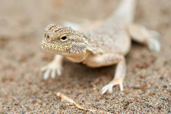 Phrynocephalus mystaceus. Phrynocephalus mystaceus is a species of agamid lizard. — Stock Photo, Image