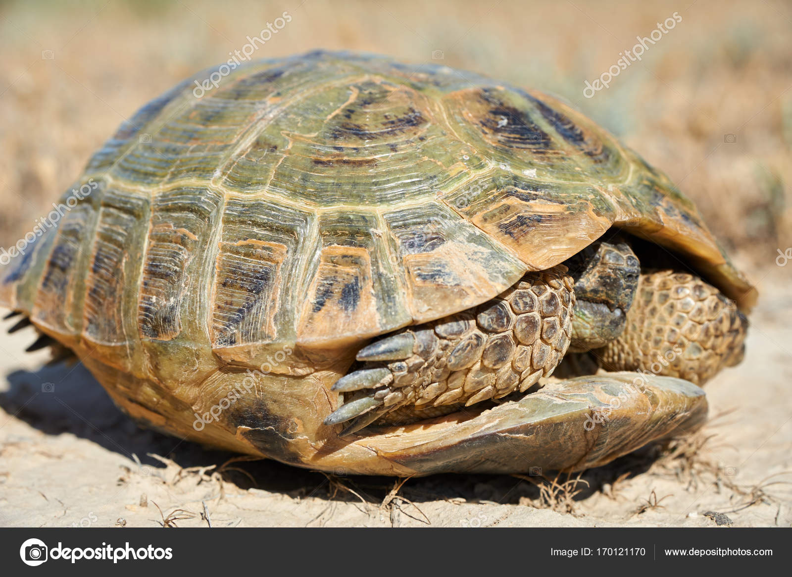 Tortoise color Stock Photos, Royalty Free Tortoise color Images | Depositphotos Tortoise color Stock Photos, Royalty Free Tortoise color Images | Depositphotos