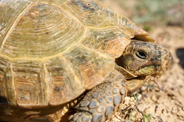 La tartaruga del deserto — Foto Stock