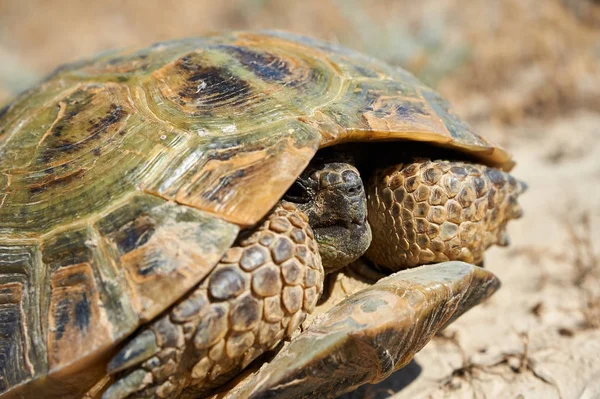 La tartaruga del deserto — Foto Stock