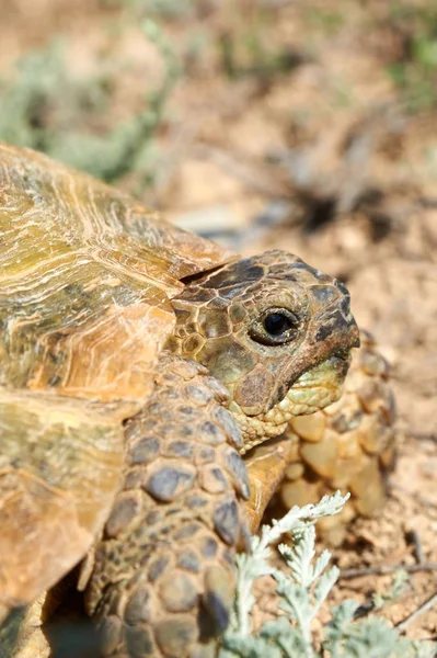 La tartaruga del deserto — Foto Stock