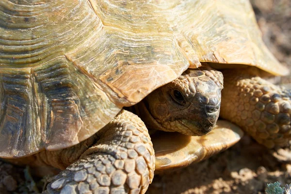 Η χελώνα της ερήμου — Φωτογραφία Αρχείου