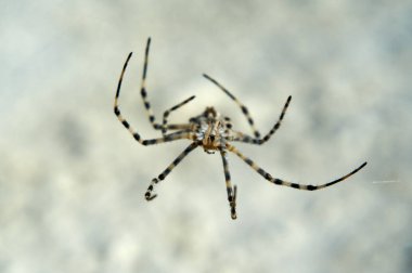 Argiope örümcek. Argiope nun 