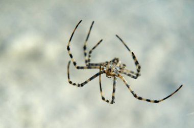 Argiope örümcek. Argiope nun 