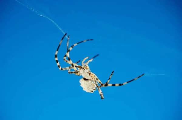 Argiope örümcek. Argiope nun "Gümüş yüzlü anlamı bir Yunan isimdir". — Stok fotoğraf