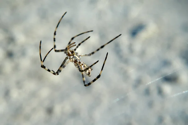 Spider Argiope. L'etimologia di Argiope deriva da un nome greco che significa "argentato". ". — Foto Stock