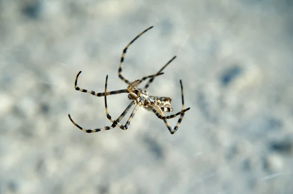 Aranha de Argiope. A etimologia de Argiope é de um nome grego que significa "cara de prata" ". — Fotografia de Stock