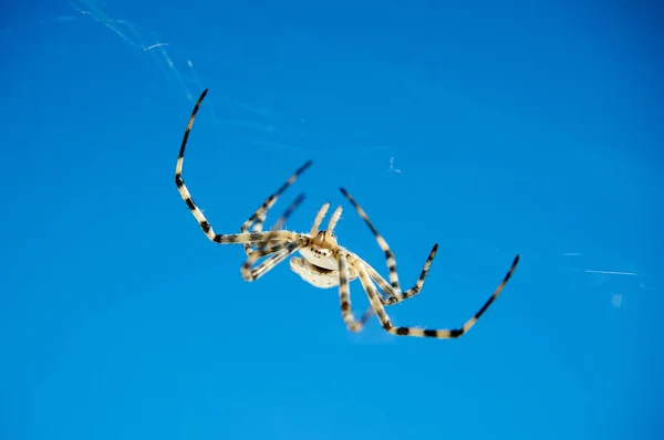 Spider Argiope. L'etimologia di Argiope deriva da un nome greco che significa "argentato". ". — Foto Stock