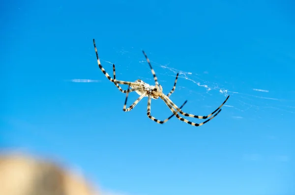 Spider Argiope. L'etimologia di Argiope deriva da un nome greco che significa "argentato". ". — Foto Stock