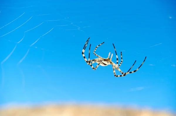 Spider Argiope. L'etimologia di Argiope deriva da un nome greco che significa "argentato". ". — Foto Stock