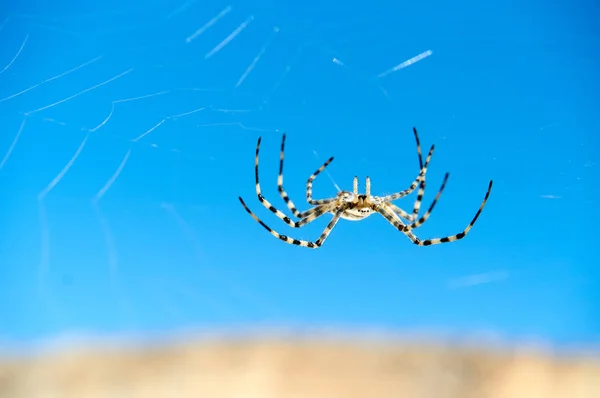 Spider Argiope. L'etimologia di Argiope deriva da un nome greco che significa "argentato". ". — Foto Stock