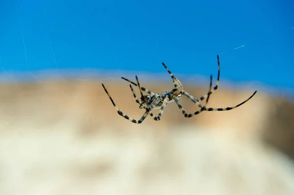 Spider Argiope. L'etimologia di Argiope deriva da un nome greco che significa "argentato". ". — Foto Stock