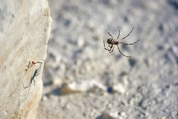 Spider Argiope. L'etimologia di Argiope deriva da un nome greco che significa "argentato". ". — Foto Stock