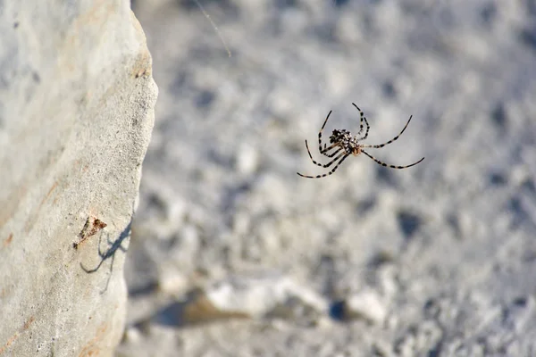 Spider Argiope. L'etimologia di Argiope deriva da un nome greco che significa "argentato". ". — Foto Stock