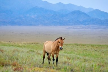 Przewalski atları altun Emel Milli Parkı içinde Kazakistan'ın
