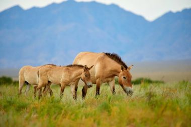 Przewalski atları altun Emel Milli Parkı içinde Kazakistan'ın