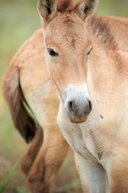 Przewalski atları altun Emel Milli Parkı içinde Kazakistan'ın