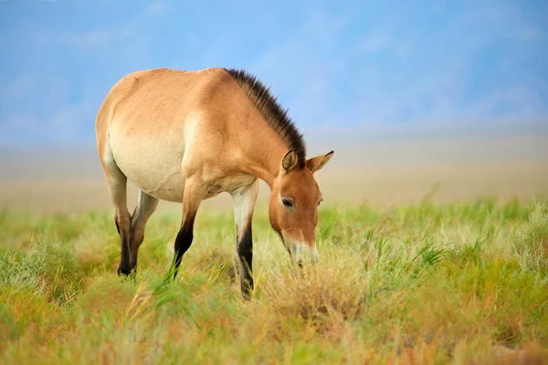 Przewalski paarden in het natuurpark Altyn Emel in Kazachstan — Stockfoto