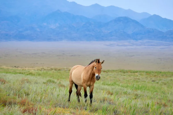 Cavalos Przewalski no Parque Nacional Altyn Emel no Cazaquistão — Fotografia de Stock