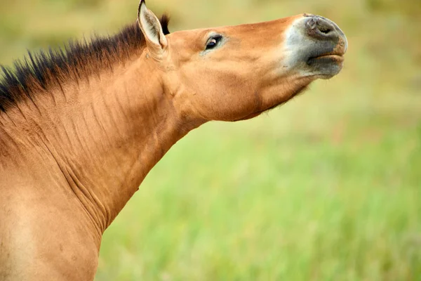Przewalski paarden in het natuurpark Altyn Emel in Kazachstan — Stockfoto