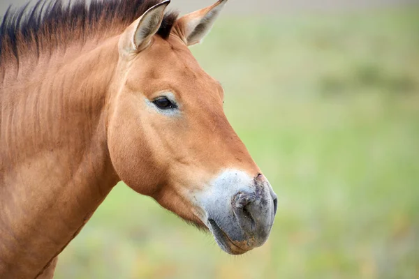 Koně Převalského v národním parku Altyn Emel v Kazachstánu — Stock fotografie