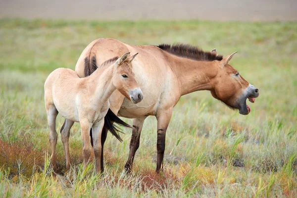 Przewalski atları altun Emel Milli Parkı içinde Kazakistan'ın
