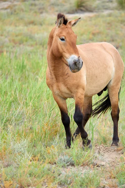 Cavalos Przewalski no Parque Nacional Altyn Emel no Cazaquistão — Fotografia de Stock