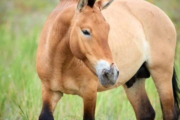 Przewalski horses in the Altyn Emel National Park in Kazakhstan — Stock Photo, Image