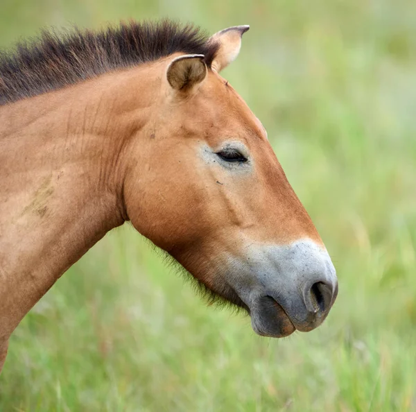 Przewalski horses in the Altyn Emel National Park in Kazakhstan — Stock Photo, Image