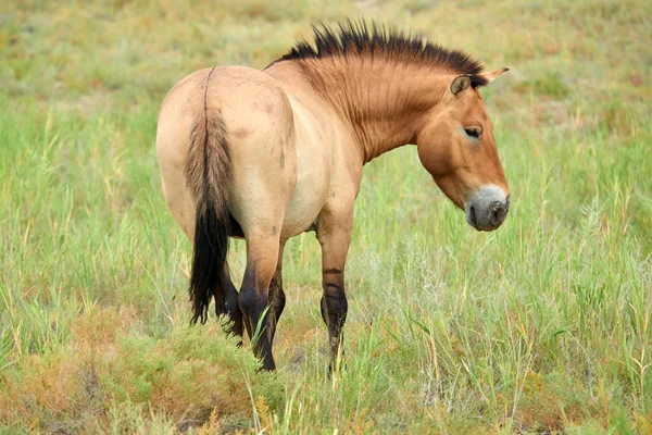 Przewalski-ló a Altyn Emel nemzeti parkban, Kazahsztán — Stock Fotó