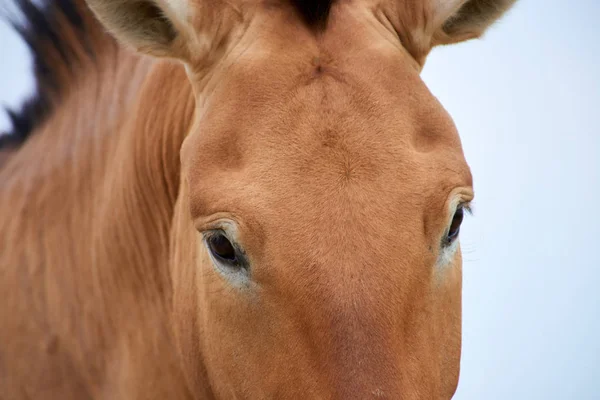 Przewalski horses in the Altyn Emel National Park in Kazakhstan — Stock Photo, Image